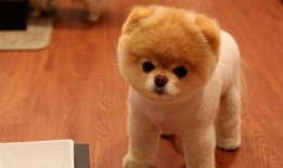 娱乐吃瓜酱精神抚慰犬,陪你度过欢乐时光